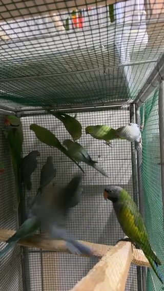 Parrots 🦜 in Dubai