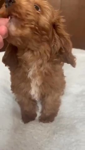 (SOLD) Red Cavapoo Male Puppy Available in Dubai
