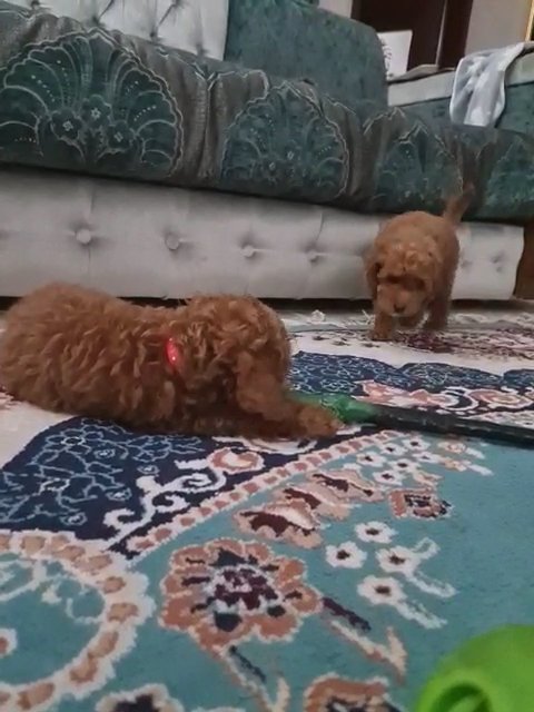 Lovely Poodle toy Female 😍 for rehousing in Sharjah