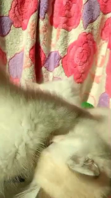 (SOLD) 2 pure Turkish Angora kittens in Ajman