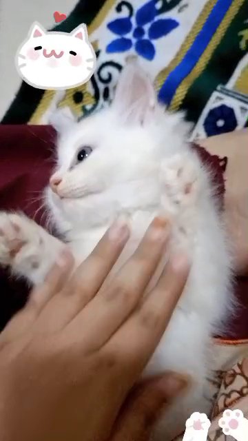 (SOLD)Turkish angora kitten! in Ajman