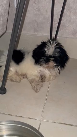Pikagnese Puppy For Sale in Al Ain