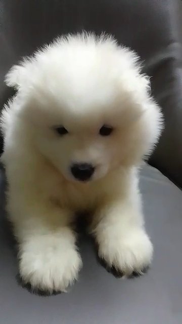 Samoyed in Dubai