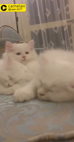 full white kittens in Dubai