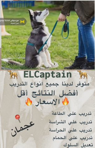 Dog training service in Sharjah