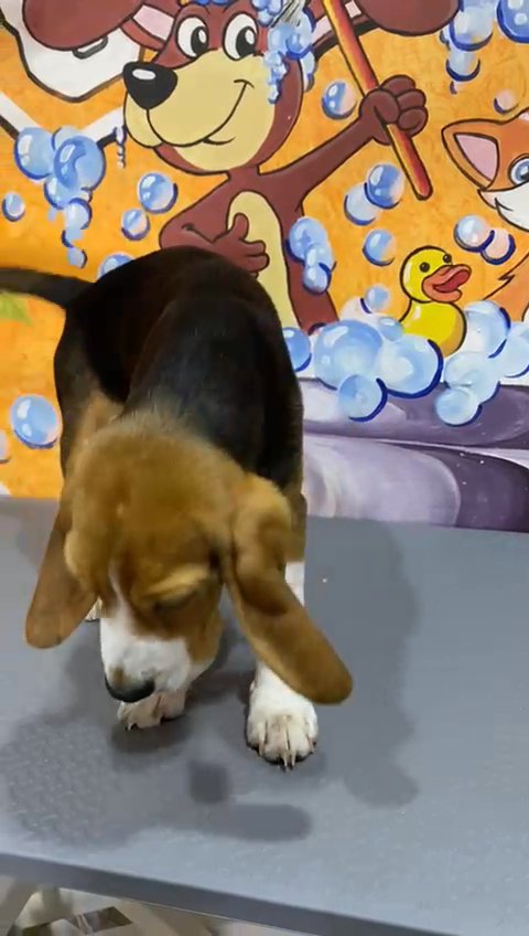 Beagle - SOLD in Dubai