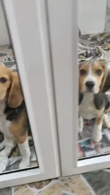 beagle puppy in Dubai