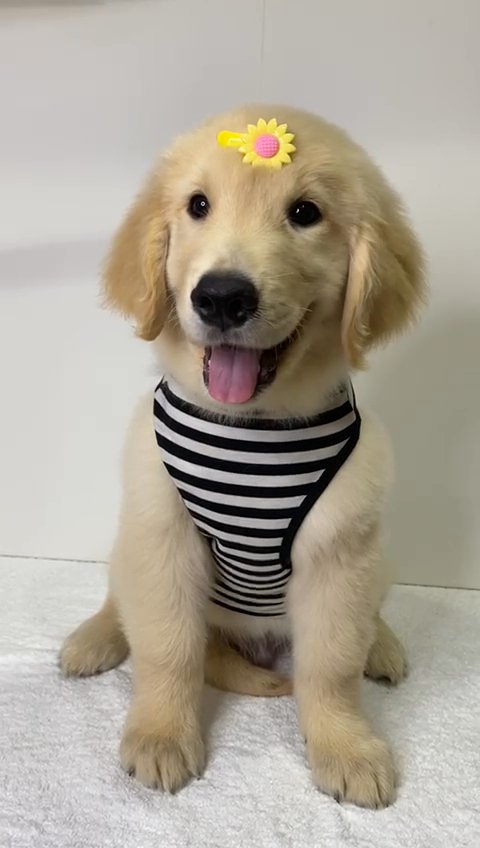 Beagle puppy - SOLD in Dubai