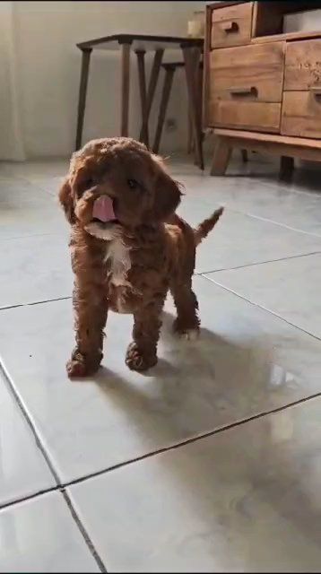 TOP QUALITY CAVAPOO FEMALE PUPPY AVAILABLE in Dubai