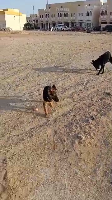 German Shepherd puppies in Abu Dhabi