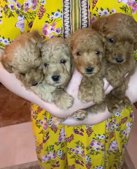 Toy Poodle male in Dubai