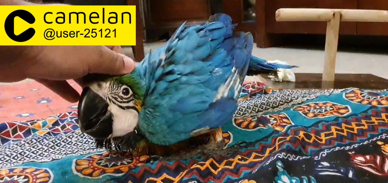 blue and gold macaw baby in Dubai