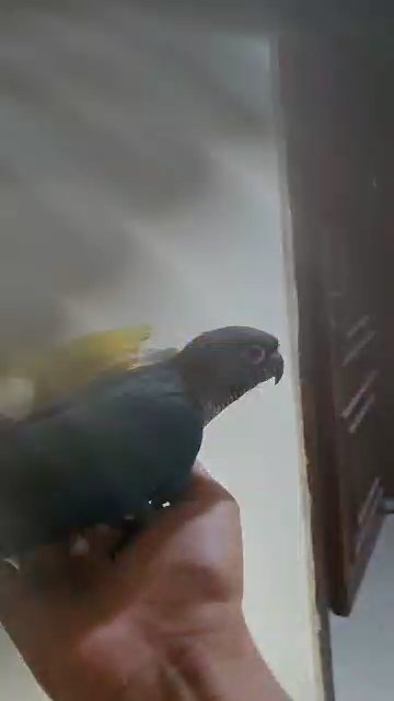 conure parrot baby self eating in Dubai