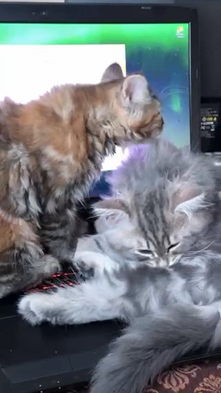 Pure bred Siberian kittens in Dubai