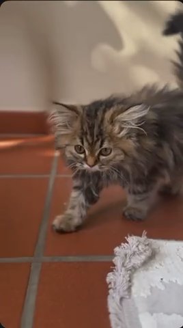 Extremely Rare Siberian Kitten in Dubai