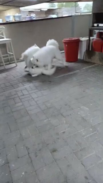 Samoyed in Dubai