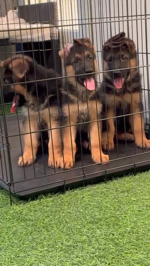 German shepherd puppies top quality جراوي جيرمن in Sharjah