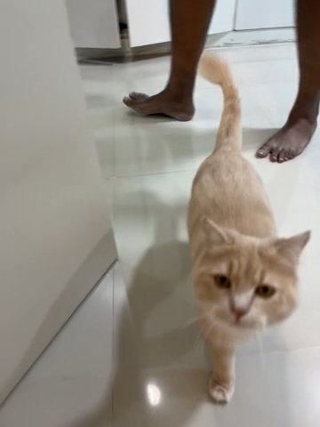 Turkish Angora /Persian Mixed Breed One Year Old For Adoption in Dubai