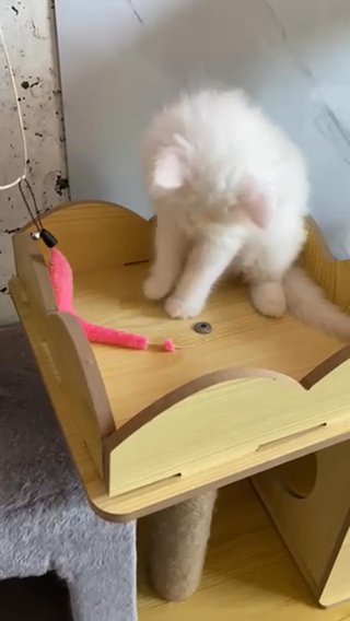 Pretty Kitten in Dubai