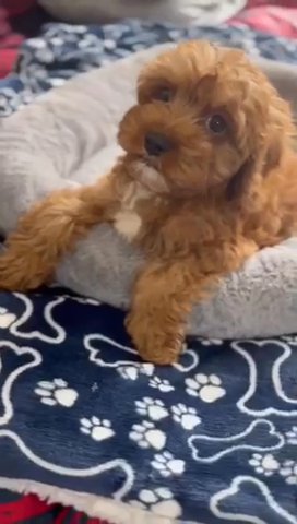(SOLD) Red Cavapoo Female Puppy Available in Dubai
