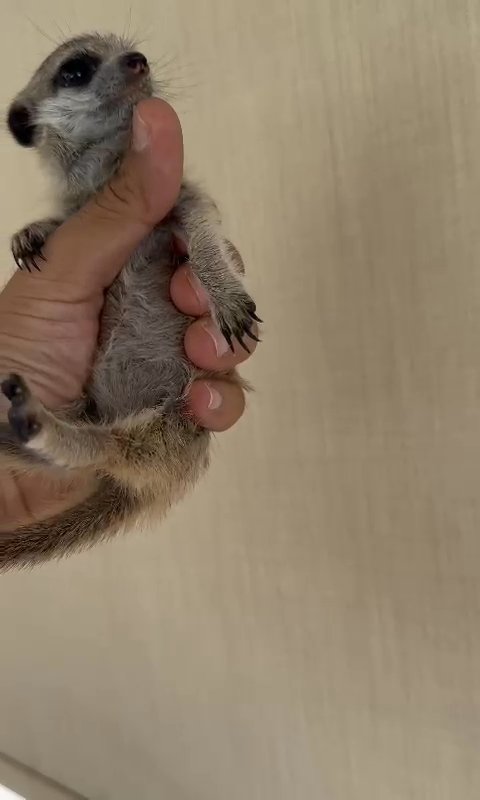 Meerkat Baby in Dubai