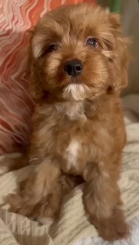 Red F1 Cavapoo Puppy Available in Dubai