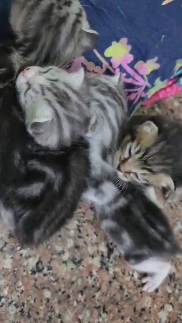 kitten availabel for adoption in Sharjah