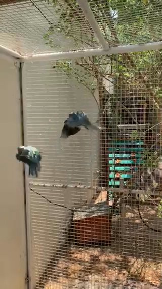Breeding Blue Ringneck Parrots in Sharjah