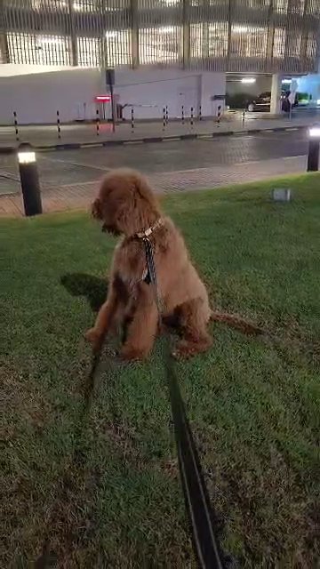 Royal Standard Poodle Puppy (Imported) in Abu Dhabi