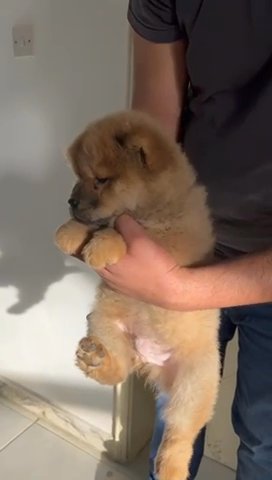 Chow Chow puppy Male Lion Face in Dubai