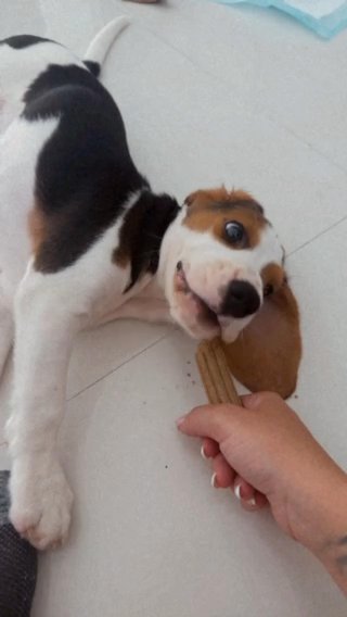 Beagle Puppy For Sale in Dubai