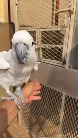 Sulphur-Crested Cockatoo in Sharjah