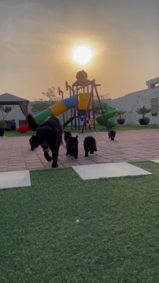 جيرمن شيبرد بلاك جاك جراوي ‏ German Shepherd Black Jack puppies in Dubai