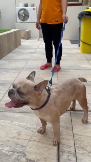 Excellent Genes And Quality French Bulldog in Abu Dhabi