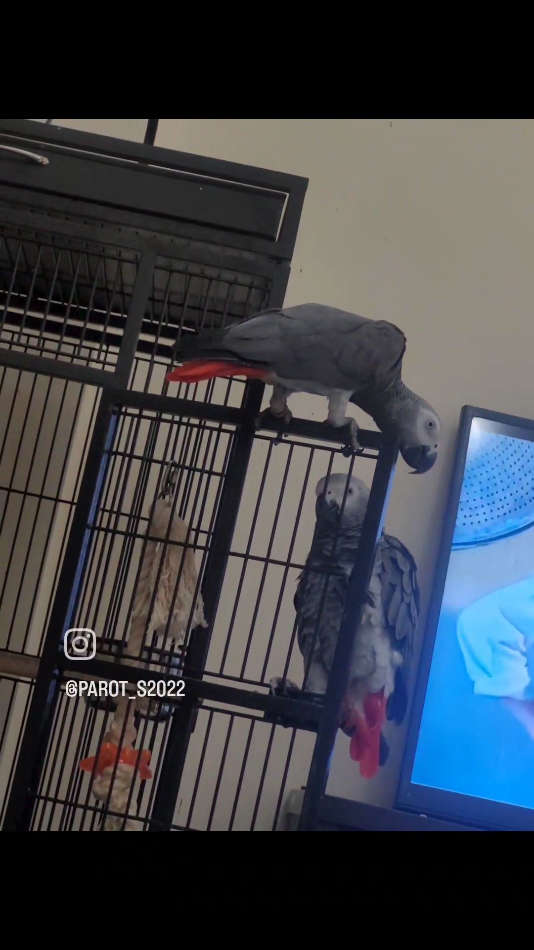 African gray for sale in Dubai