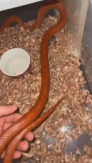 Corn Snake Female 2 Years For Sale in Dubai