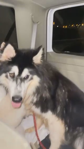 Alaskan Malamute Male 7 Month Old in Dubai