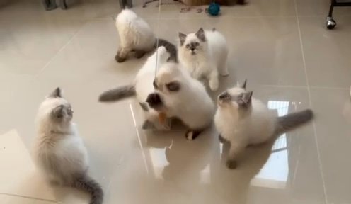 Ragdoll Kittens in Dubai