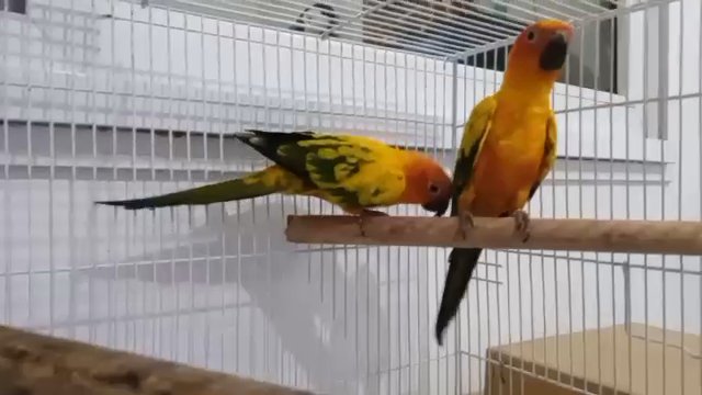 sun conure confirmed pair with DNA test in Dubai
