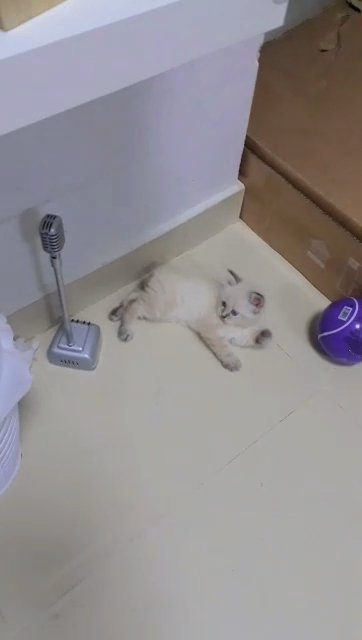 Ragdoll cat with a short tail in Ajman