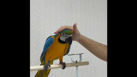 Blue And Cold ( Macaw ) in Dubai
