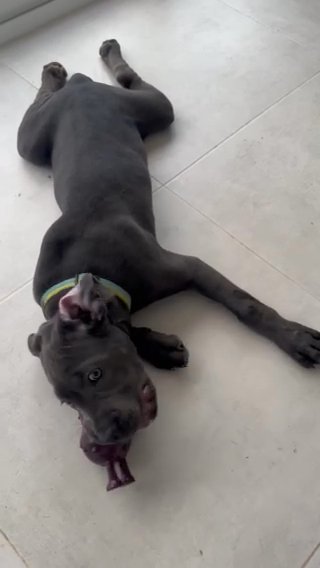 Canecorso 3 Months Female in Dubai