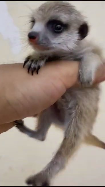 Meerkat Baby in Dubai
