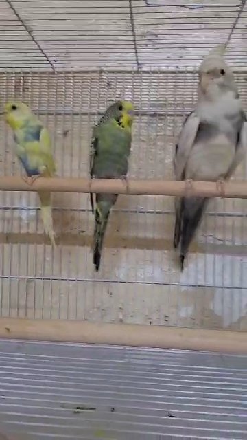 Red eyed budgie for sale in Sharjah