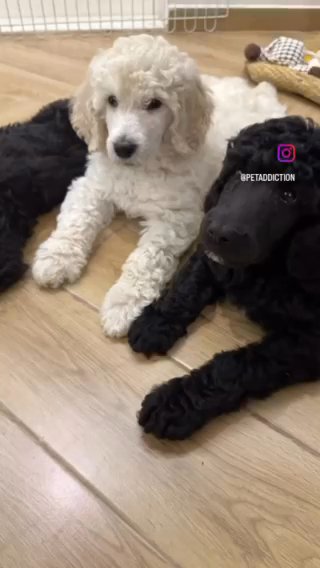Standard Poodle Puppies Available in Dubai