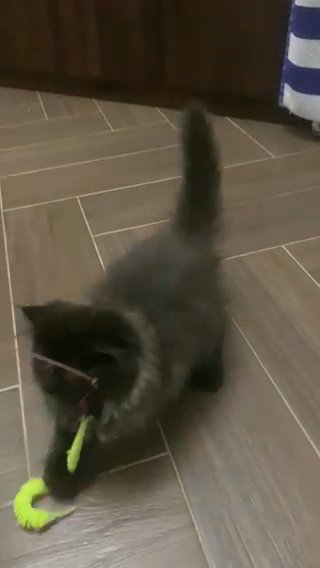 Persian x Himalayan in Dubai