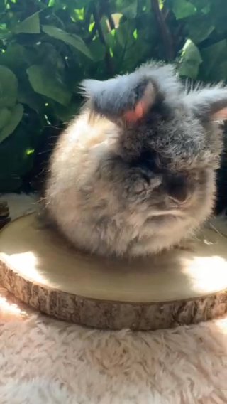 أرنب انقلش انقورا والقزم وميني لوب وهولاند لوب - English Angora ,Dwarf,mini lop,Holland lop in Sharjah