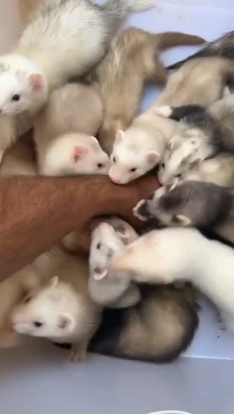 Ferret Babies in Dubai