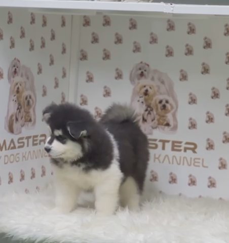 Alaskan Malmute Giant Puppy 😍 in Dubai