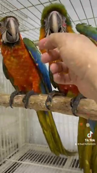 Catalina Macaw Baby in Dubai